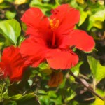 Red Hibiscus - Enhanced