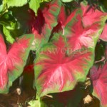 Red Leaf Plant Enhanced