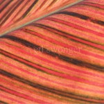 Red Striated Leaf