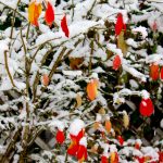 Red Leaves in Snow