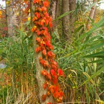 Red Leaves Climbing Tree