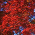 Red Maple Leaves