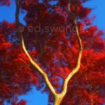 Red Maple Tree