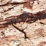 Red Rock Striations and Plant