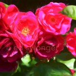 Red Roses Bunch