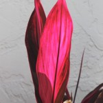 Red Ti Leaves