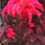 Red-Top Coleus - Enhanced