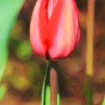 Red Tulip - Enhanced