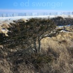 Robert Moses Dune #3