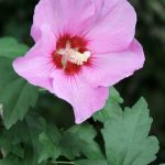 Rose of Sharon