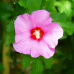 Rose of Sharon - Enhanced