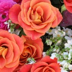 Salmon Roses Closeup