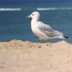 Seagull