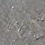 Small Seashells in Sand