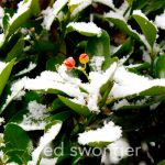 Snow Berries