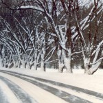 Snowy Road and Trees