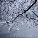 Snowy Trees and Lake #3