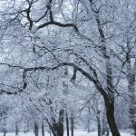 Snowy Trees #2