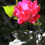 Solitary Rose