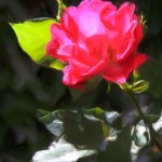 Solitary Rose - Enhanced