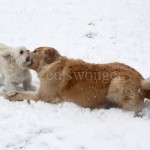 Sonnie and Mack Playing in Snow