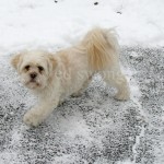 Sonnie on Snowy Pavement