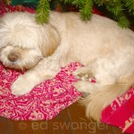 Sonnie Under the Christmas Tree