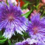 Stokes Aster - Enhanced