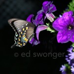 Swallowtail Butterfly 1