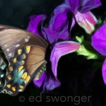Swallowtail Butterfly #1H Enhanced