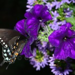 Swallowtail Butterfly 2