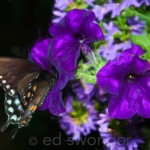 Swallowtail Butterfly #2 Enhanced