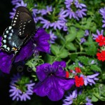 Swallowtail Butterfly 3