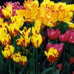 Tulips Enhanced