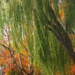 Weeping Willow and Fall Trees