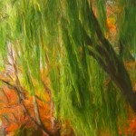 Weeping Willow & Fall Trees Enhanced