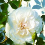 White Rose