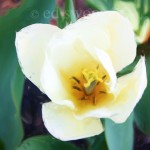 White Tulip Enhanced