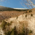 Winter Hills and Trees