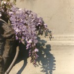Wisteria and Shadow