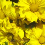 Yellow Daisies