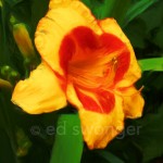 Yellow-orange Lily