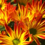 Yellow-Orange Mums