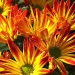 Yellow-orange Mums