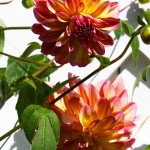 Yellow-pink Dahlias