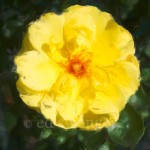 Yellow Rose Enhanced