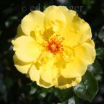 Yellow Rose