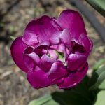 Purple Tulip