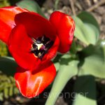 RedTulip