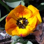 Yellow-Orange Tulip